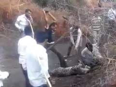On Camera, Leopard Brutally Beaten To Death By Villagers In Gujarat