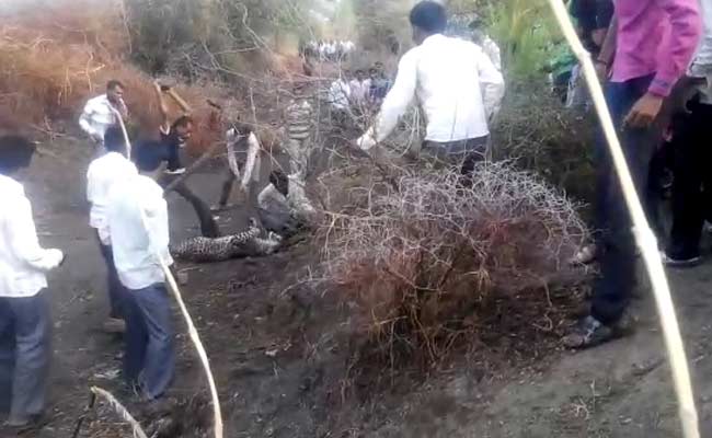 On Camera, Leopard Brutally Beaten To Death By Villagers In Gujarat