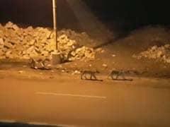 Video Of 8 Lions Roaming In Gujarat Town Causes Panic