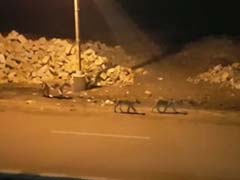 गुजरात के जूनागढ़ में 9 शेर रास्ता भटककर आ गए हाइवे पर! मच गई सनसनी