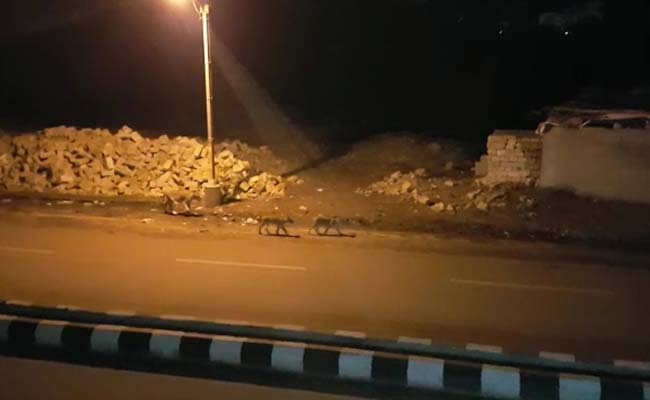 Video Of 8 Lions Roaming In Gujarat Town Causes Panic
