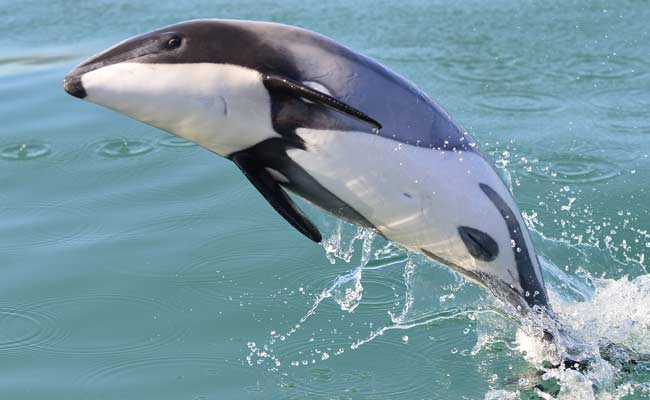International Whaling Commission Demands Action On Rare New Zealand Dolphin