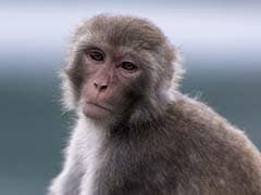 Delhi-Based Foundation Announces Award To Save Monkeys