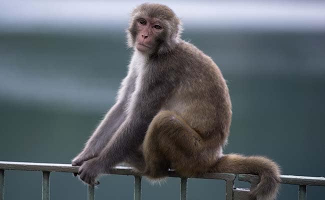Doctors At AIIMS Write To PM Modi About Monkey Menace On Campus