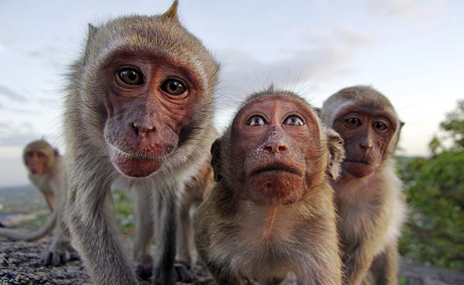 In India's Big Solar Energy Drive, Insurance Policies Against Monkeys