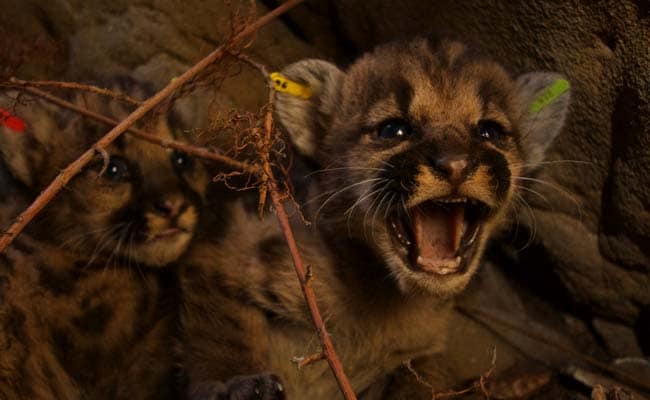 Five Mountain Lion Kittens Were Just Born Near L.A., And They're Adorable