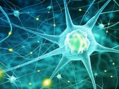 Neurons Tell Brain When to Stop Drinking Neurons Tell Brain When to Stop Drinking