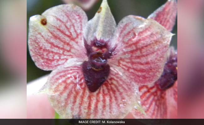 This New Orchid Species' Flower Looks Like A Devil's Head