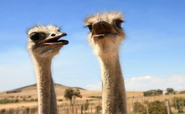 Delhi Zoo To Get A Pair Of Ostrich From UP