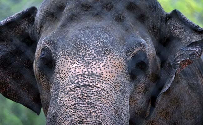 Pakistan's Lonely Elephant Suffering 'Mental Illness': Experts