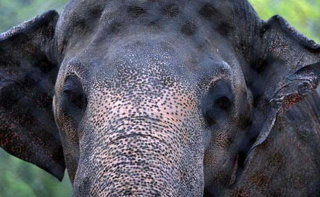 Female Elephant Found Dead With Bullet Injuries