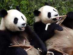 2 Wild Pandas Spotted In Southwest China