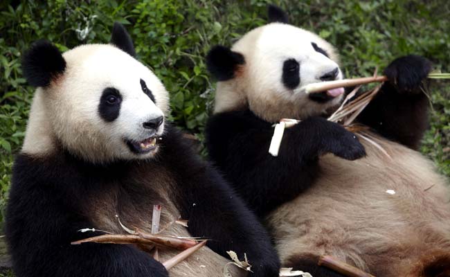 Survey Finds Giant Pandas No Longer 'Endangered' In China
