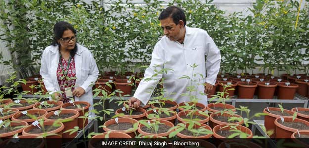 Why The Answer To India's Dal Crisis May Lie In Telangana: Foreign Media