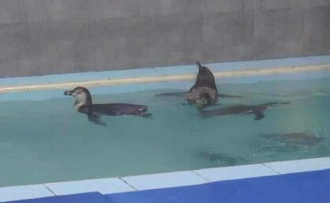 Brought From Korea 3 Months Ago, Penguin Dies In Mumbai Zoo