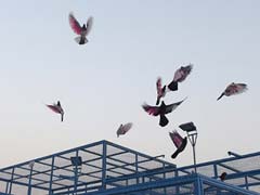 2 Years Since 'Pigeon' Ban, Birds Soar In Iraq's Sky After ISIS Retreats