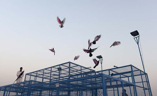 2 Years Since 'Pigeon' Ban, Birds Soar In Iraq's Sky After ISIS Retreats
