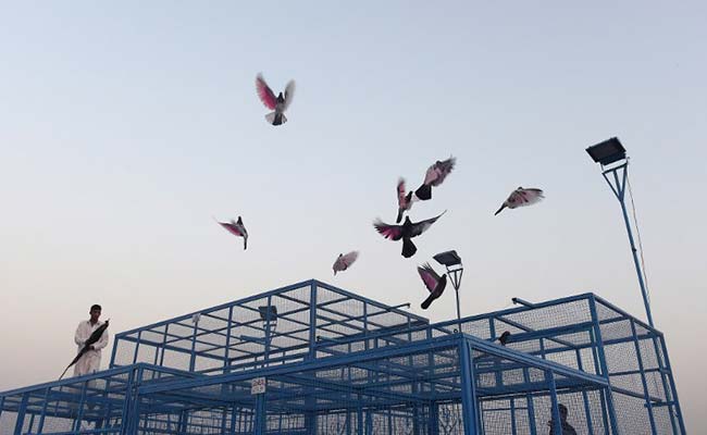 Where Dreams Take Flight: Pakistan's Pigeon Racers