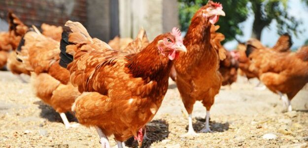 Up To 1 Lakh Poultry Shops To Remain Shut In Tamil Nadu As Chicken Sales Suspended