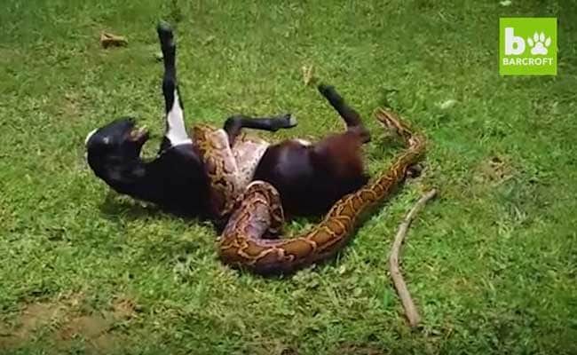 In Dramatic Rescue, Locals Save Goat From Hungry Python in Uttar Pradesh