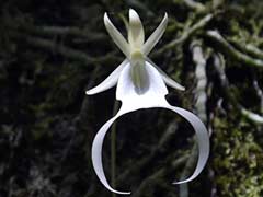 Ghost Orchid Scientists Aim To Restore Rare Florida Flowers