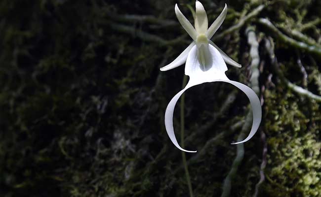 Ghost Orchid Scientists Aim To Restore Rare Florida Flowers