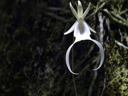Ghost Orchid Scientists Aim To Restore Rare Florida Flowers Ghost Orchid Scientists Aim To Restore Rare Florida Flowers