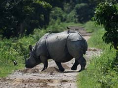 Adult Rhino Carcass Found In Kaziranga National Park