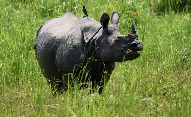 What It Takes To Protect Kaziranga's Rhinos From Determined Poachers