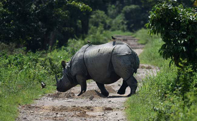 Adult Rhino Carcass Found In Kaziranga National Park