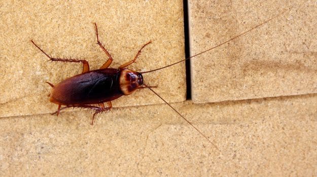 Can Cockroach Milk Be the Next Super Food?