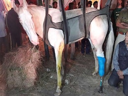पुलिस सम्मान से दफनाए गए घोड़े 'शक्तिमान' की प्रतिमा पहले लगाई गई, अब हटाई गई पुलिस सम्मान से दफनाए गए घोड़े 'शक्तिमान' की प्रतिमा पहले लगाई गई, अब हटाई गई