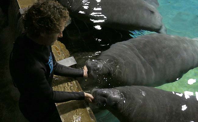 Manatees Head To Caribbean In First Ever Repopulation Scheme