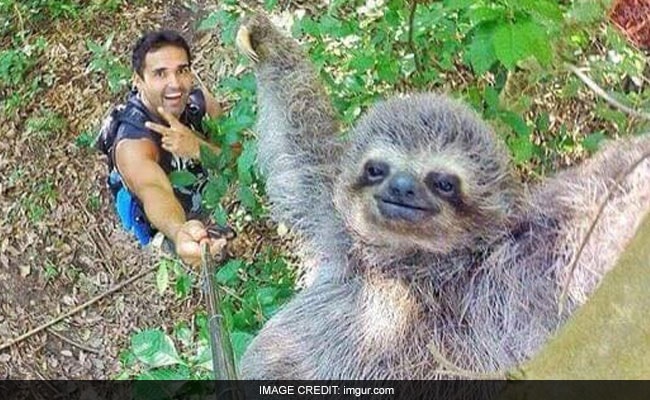 Incredible Selfie Captures Smiling Sloth Hanging Off a Tree, Goes Viral