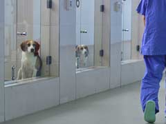 Fido Forever? South Korea's Dog Cloning Clinic