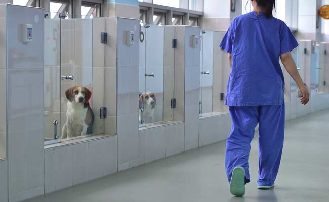 Fido Forever? South Korea's Dog Cloning Clinic