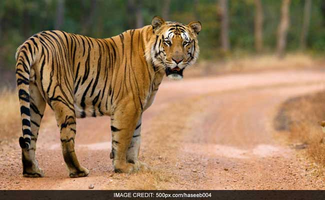 CBI Should Search For Missing, Beloved Tiger Jai, Says Maharashtra