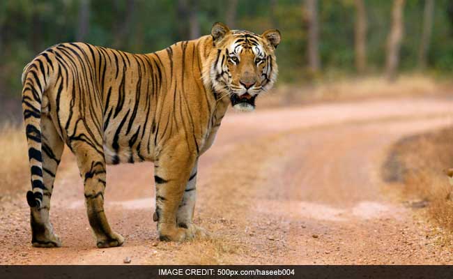 Tiger Roams In Streets Of Paris Creating Panic, Shot Dead