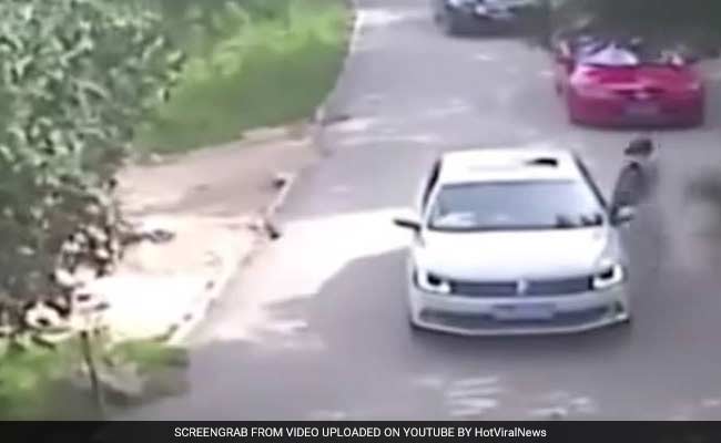 Women Dragged Away By Tigers, 1 Killed As They Left Car After Fight