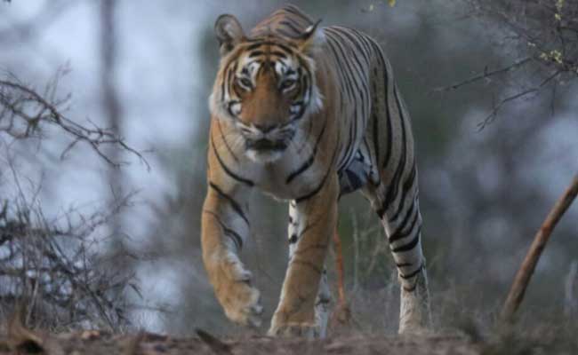 Meet 'Collar Wali', The Latest Craze At Pench Tiger Sanctuary