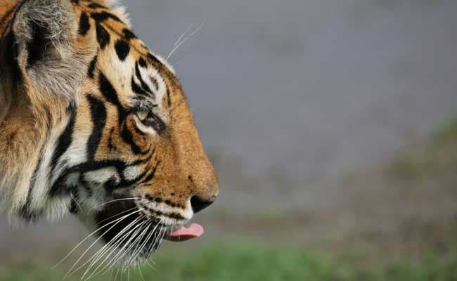 Tigress Slips Out Of Indore Zoo Enclosure For 2nd Time In Fortnight
