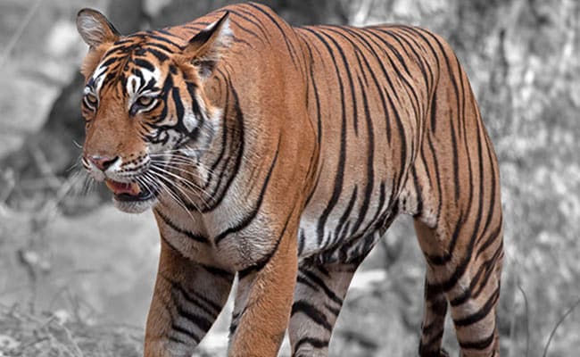 World Wildlife Fund Calls For Crack Down On 'Tiger Farms'