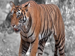 Students Who Dropped Out Fearing Tigers Return To School In Tamil Nadu Students Who Dropped Out Fearing Tigers Return To School In Tamil Nadu