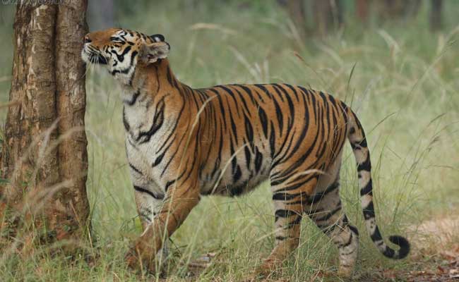 India's Tiger Population To Double By 2022: Environment Minister Anil Madhav Dave