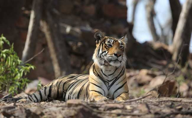 Tigress Found Dead At Maharashtra Wildlife Sanctuary, Second In Two Days