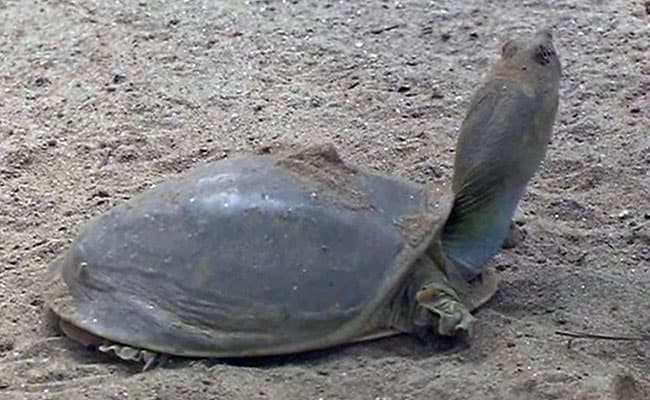 'Extinct' Galapagos Tortoise Found After 100 Years