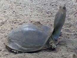 "Extinct" Galapagos Tortoise Found After 100 Years "Extinct" Galapagos Tortoise Found After 100 Years