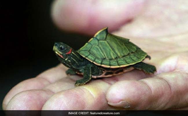 4 Indians Held In Malaysia For Possessing Exotic Turtles