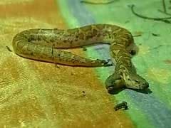 Watch: Two-Headed Snake Spotted In Chhattisgarh's Raipur