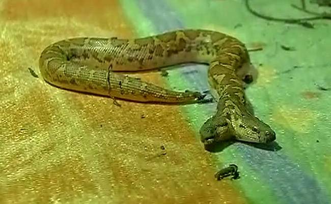 सांप से डरते हैं तो वैशाली चव्हाण से मिलिए, चुटकियों में काबू में कर लेती हैं खतरनाक कोबरा